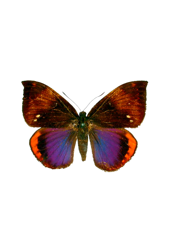 castniidae