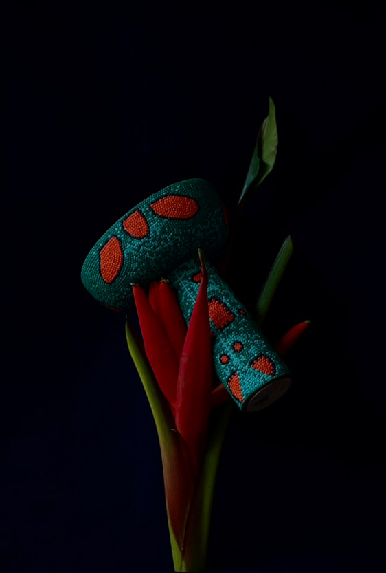 joyero-pachycorus-