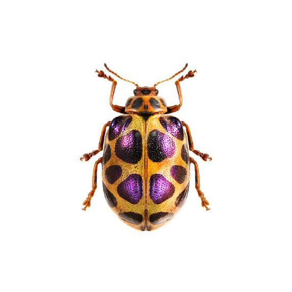 Frutero insecta CALLIGRAPHA - Imagen 2