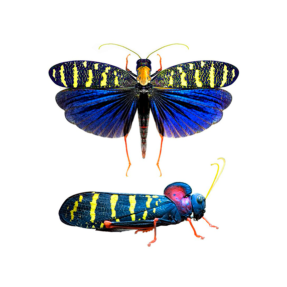Frutero insecta CALLONOTACRIS - Imagen 2